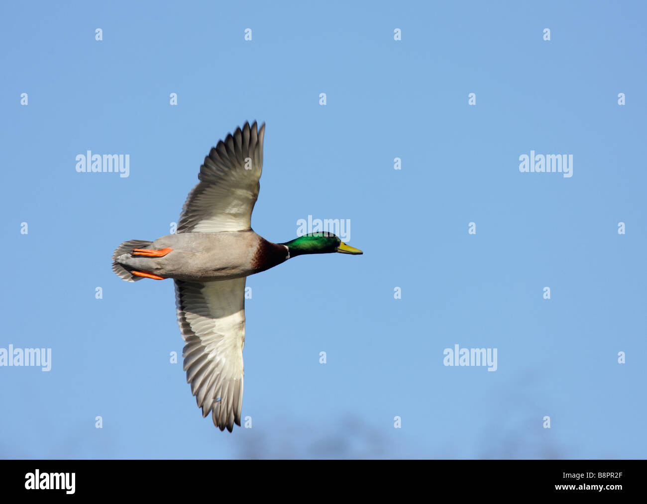 Drake Mallard Anas platyrhynchos in flight Stock Photo