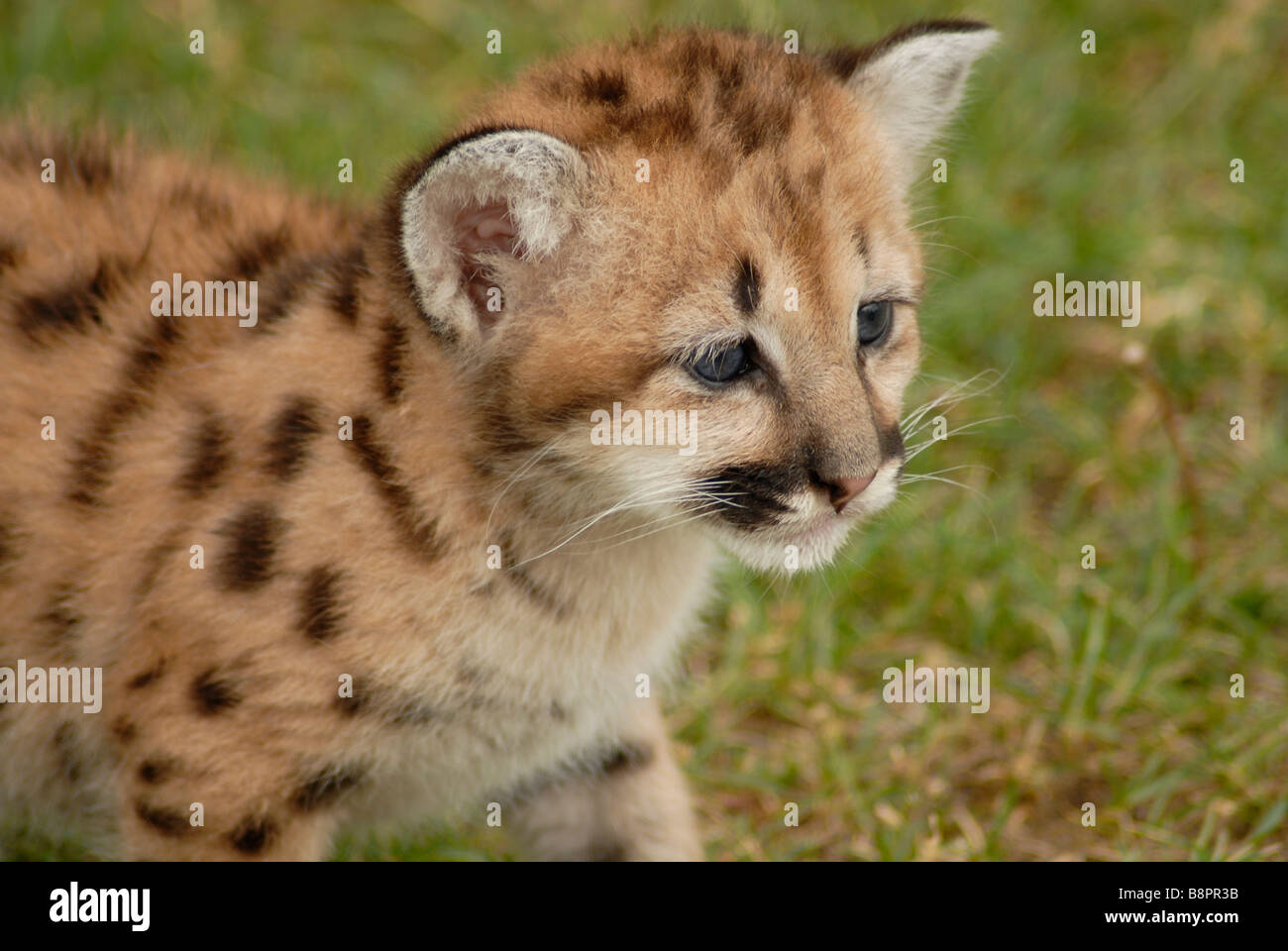 Six weeks old Mountain Lion Stock Photo - Alamy