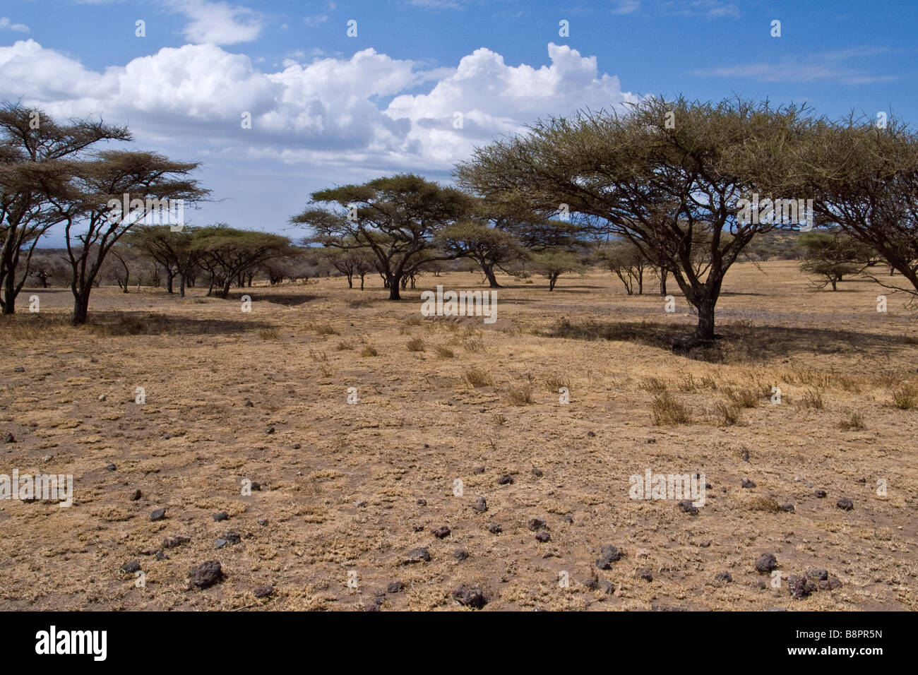Tanzania Serengheti National Park the Seronera area Stock Photo