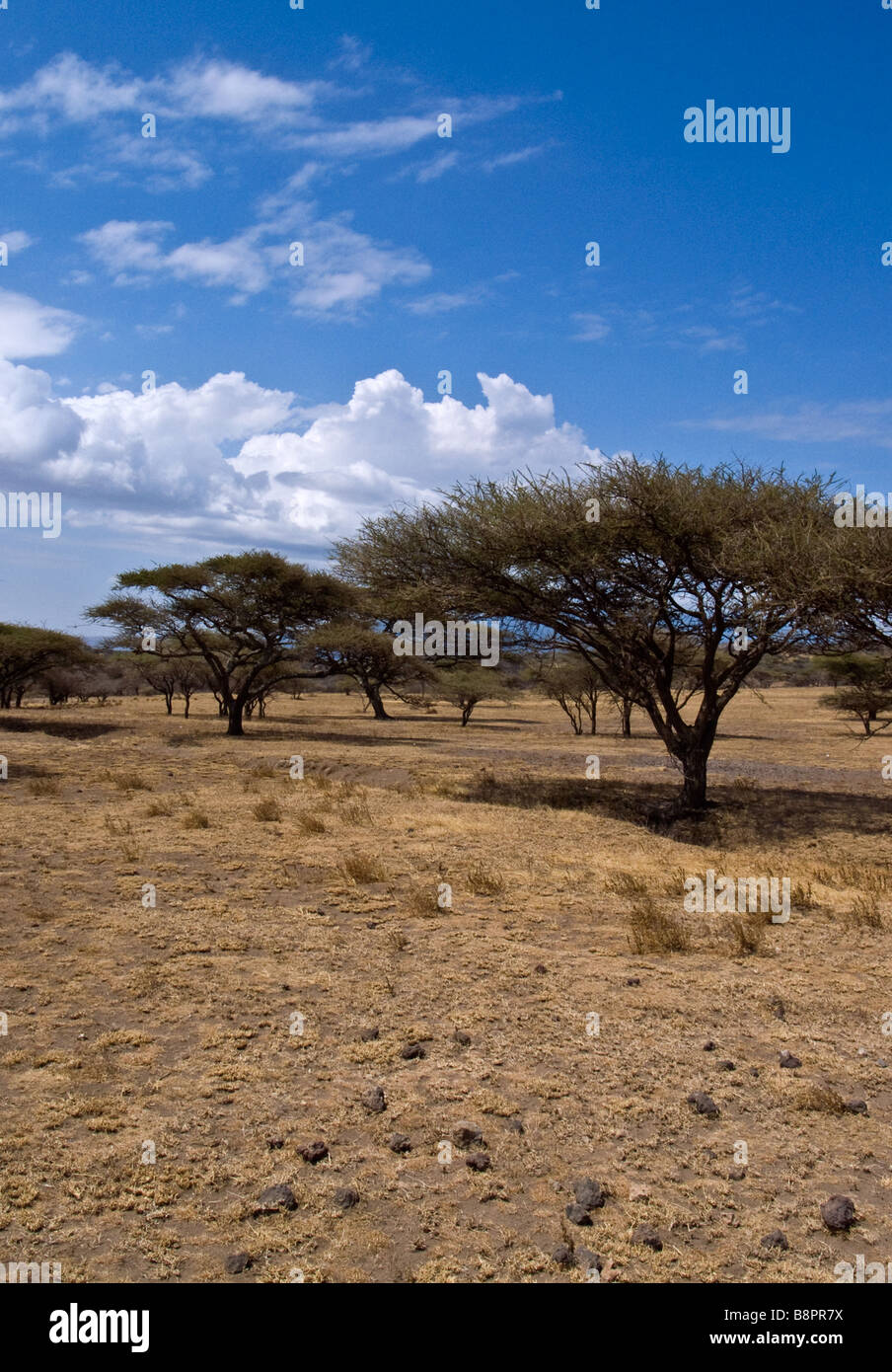 Tanzania Serengheti National Park the Seronera area Stock Photo