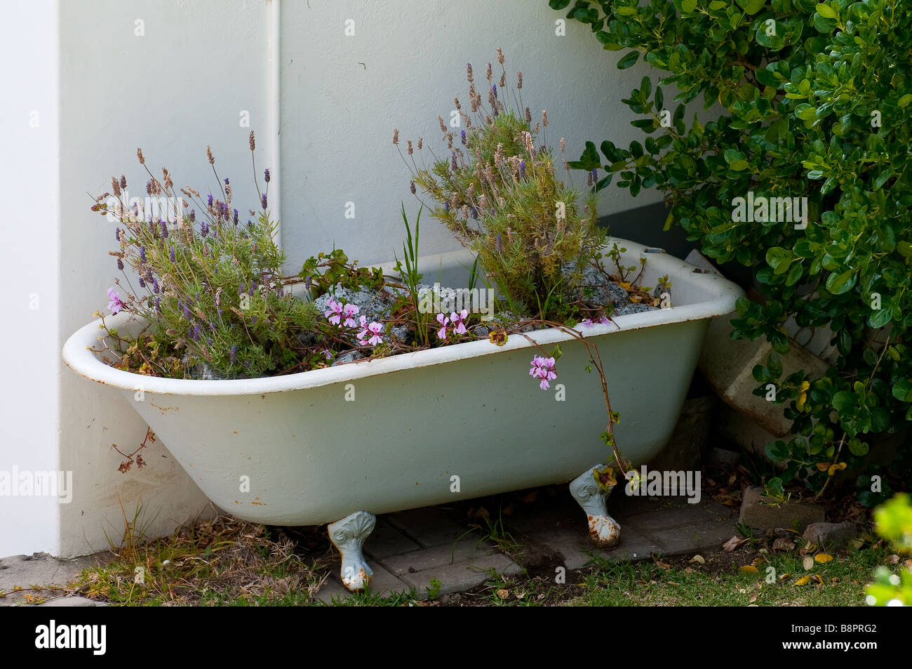 South Africa.Near Simmonstown. Garden Ornament. Old Bath tub. Flower