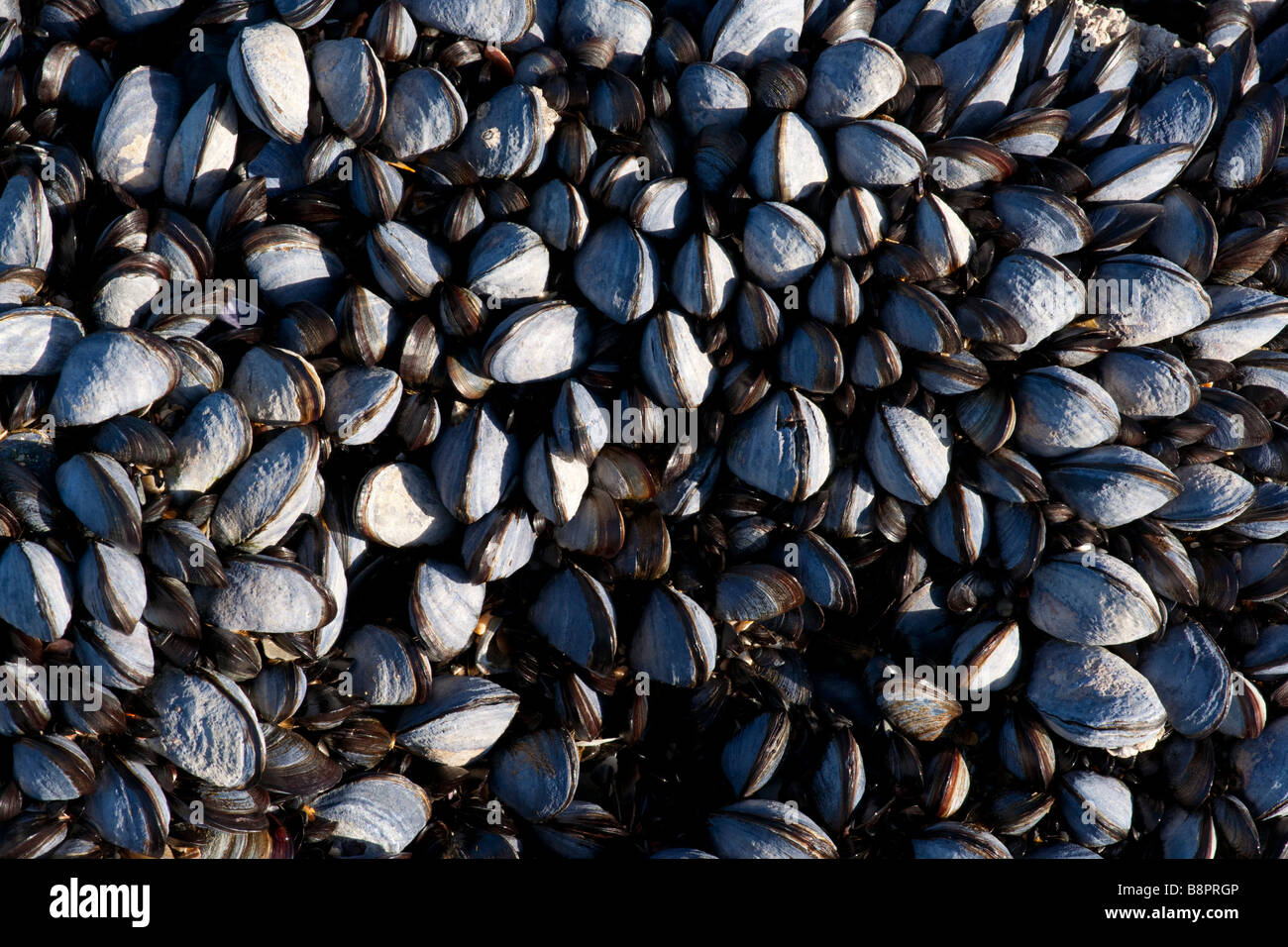 Common mussel, Mytilus edulis Stock Photo
