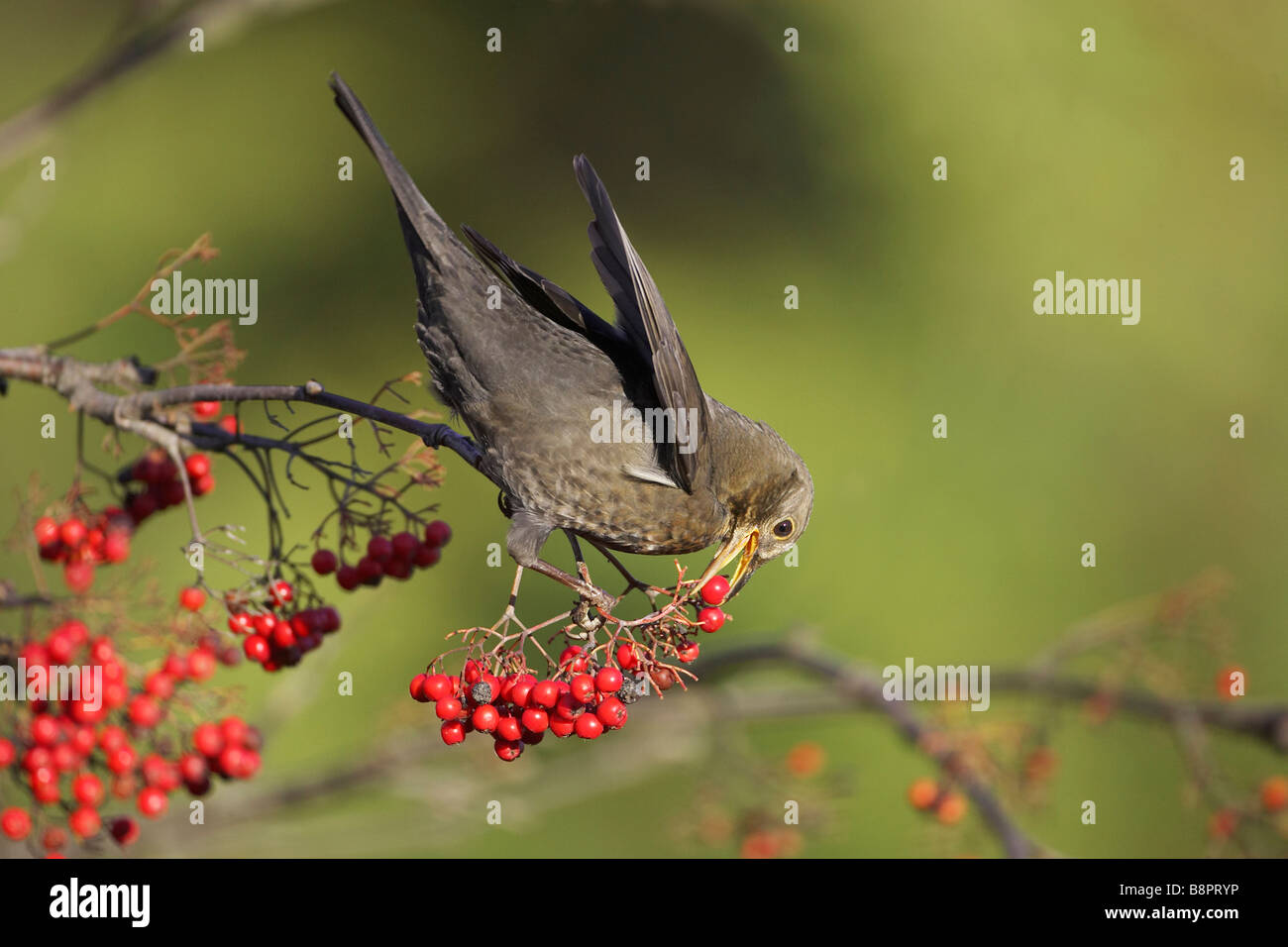 Blackbird (Turdus merula), female feeding on Rowan berries Stock Photo