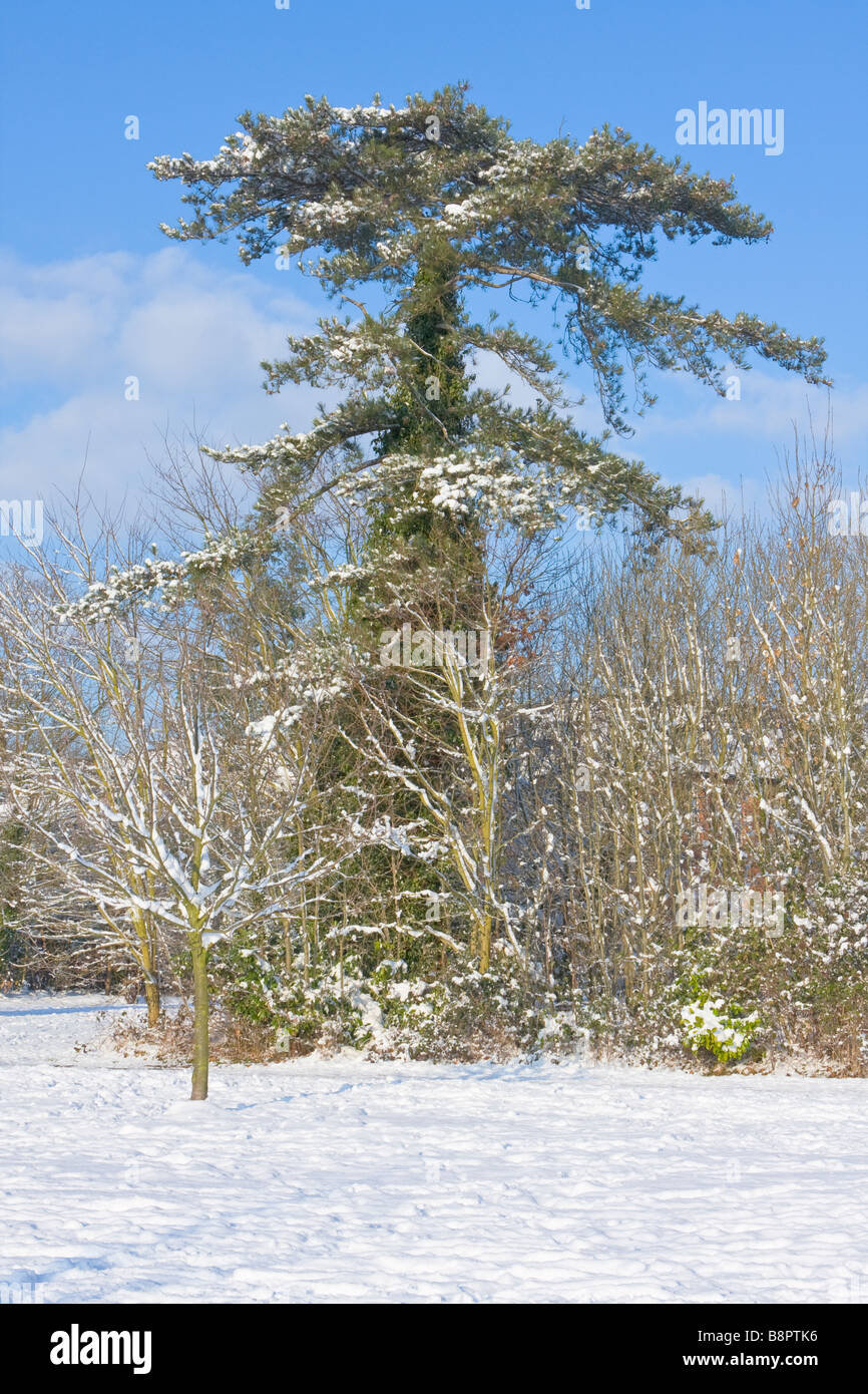 Mature Cedar tree in snowy surroundings Stock Photo