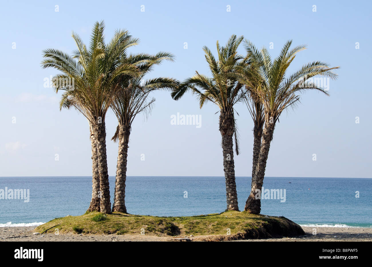 Spanish palm trees hires stock photography and images Alamy