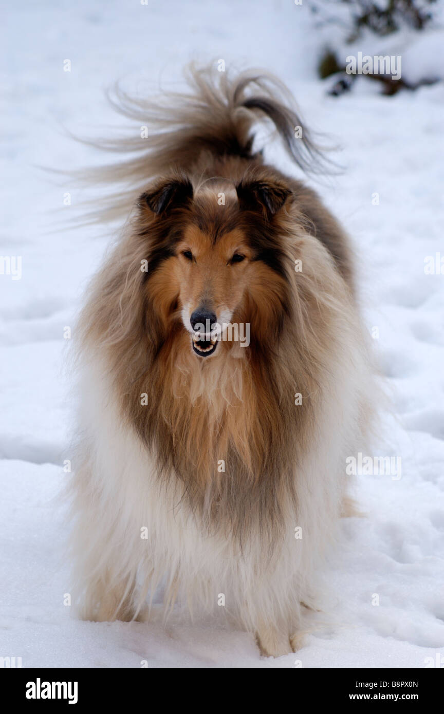 Rough Collie, lassie, Dog Stock Photo - Alamy