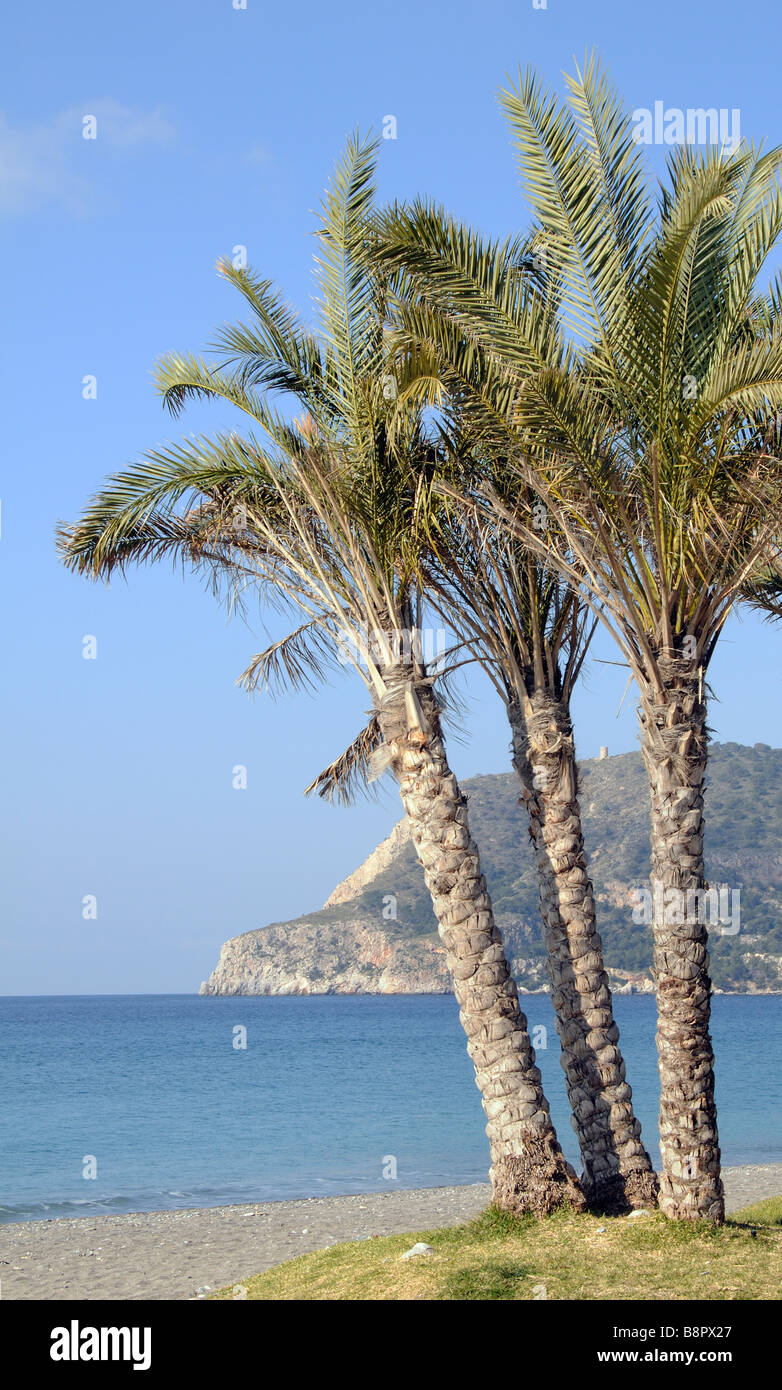 Palm trees on spanish beach hires stock photography and images Alamy