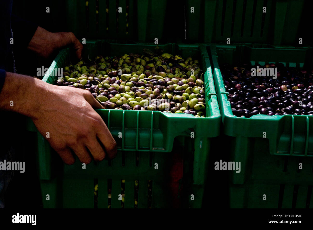 Processing the olives during the olive harvest, West Bank, Palestinian