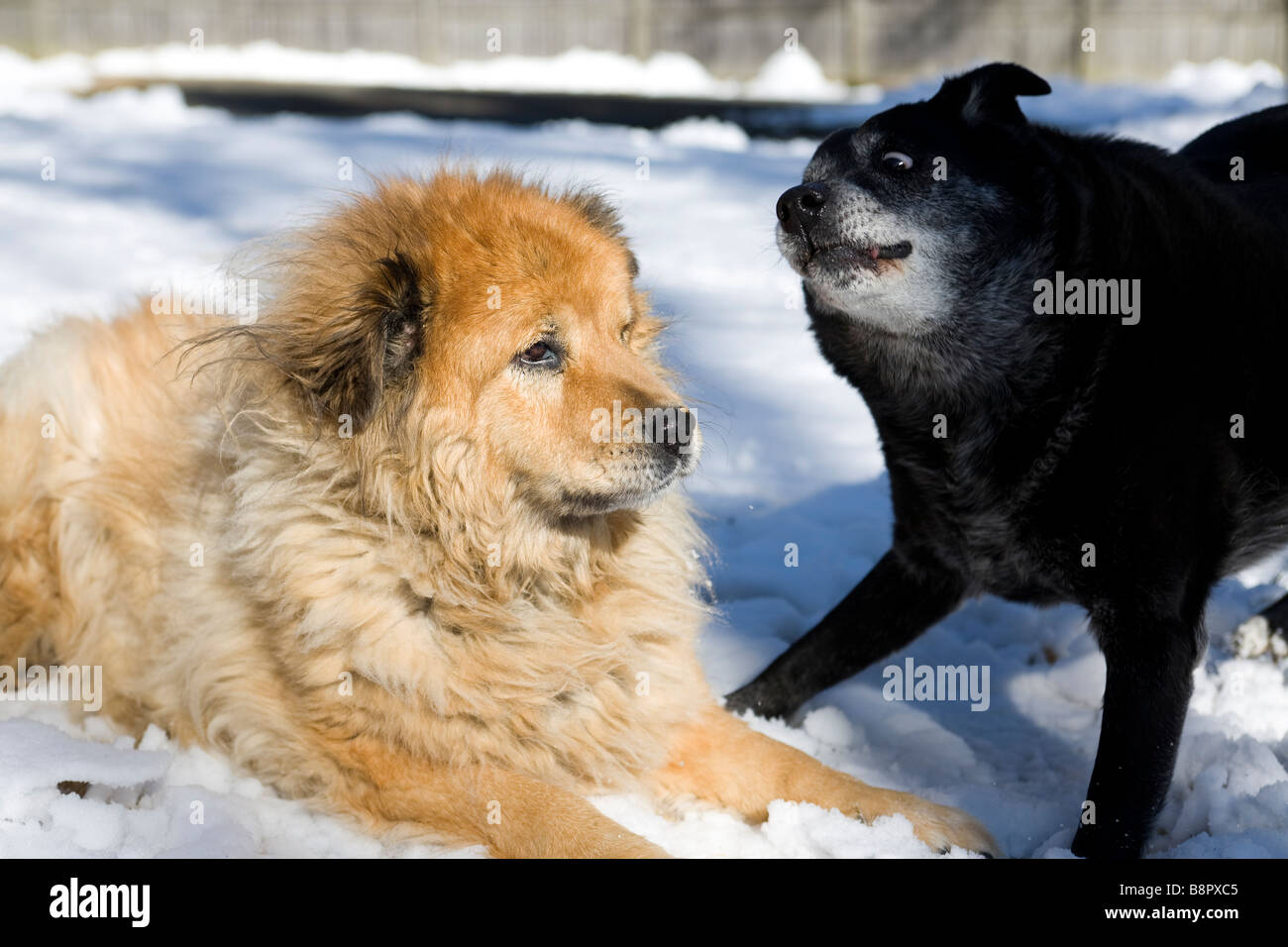 Dogs playing on snow Stock Photo - Alamy