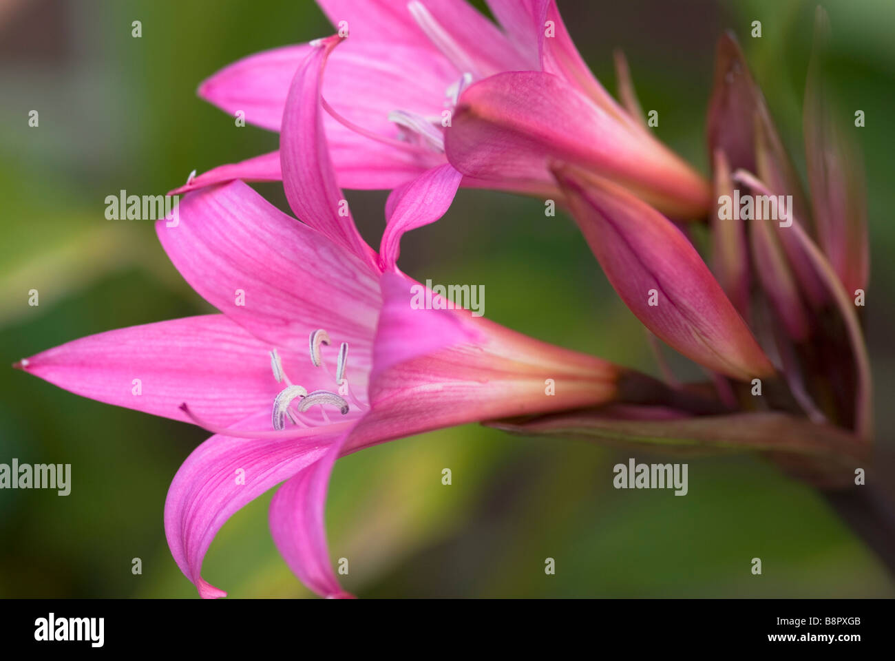 AMARYLLIS BELLADONNA JOHANNESBERG BELLADONNA LILY Stock Photo