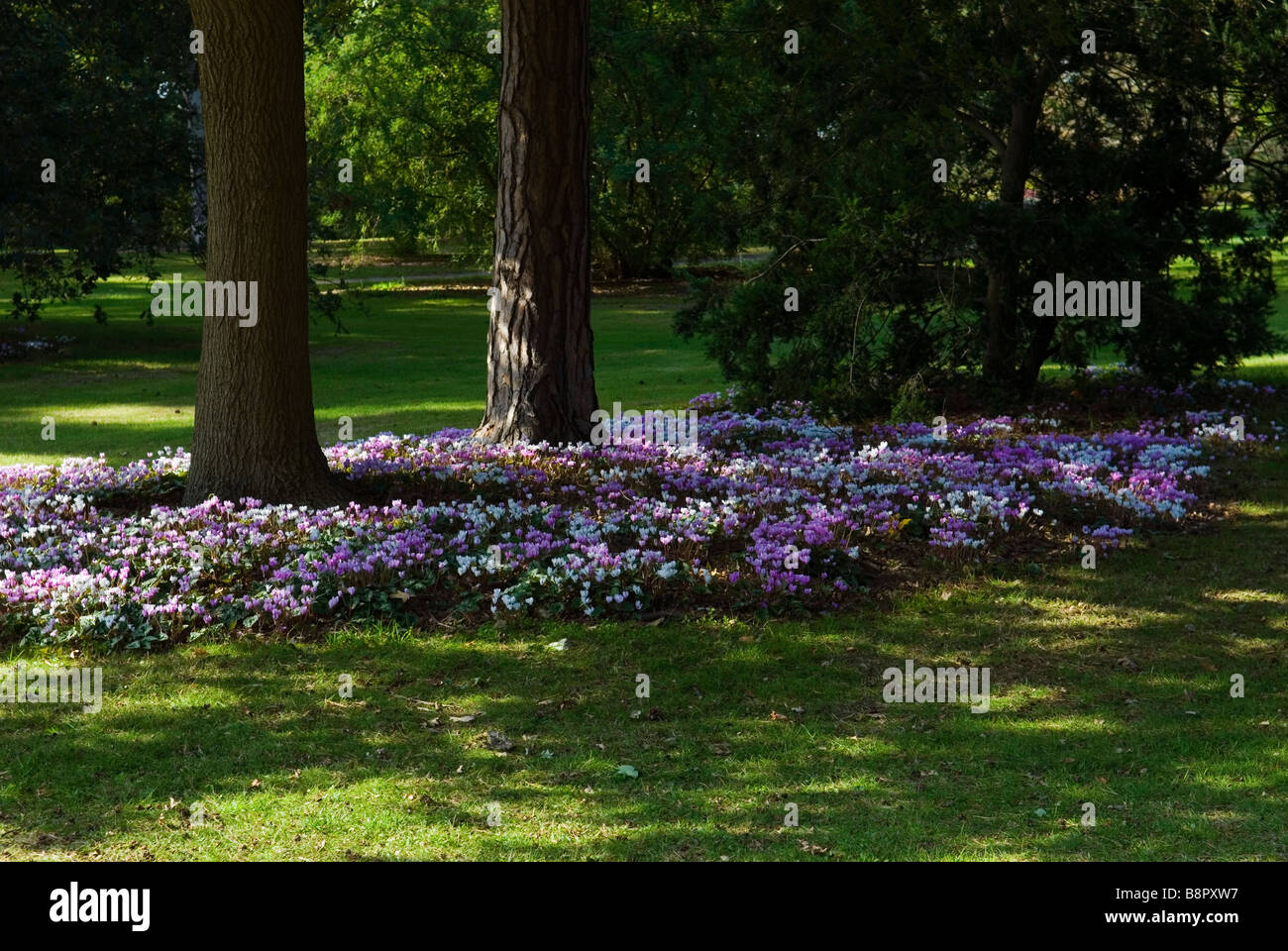 CYCLAMEN HEDERIFOLIUM HARDY CYCLAMEN IVY LEAVED CYCLAMEN PLANTED AT BASE OF PINUS SYLVESTRIS SCOTS PINE Stock Photo