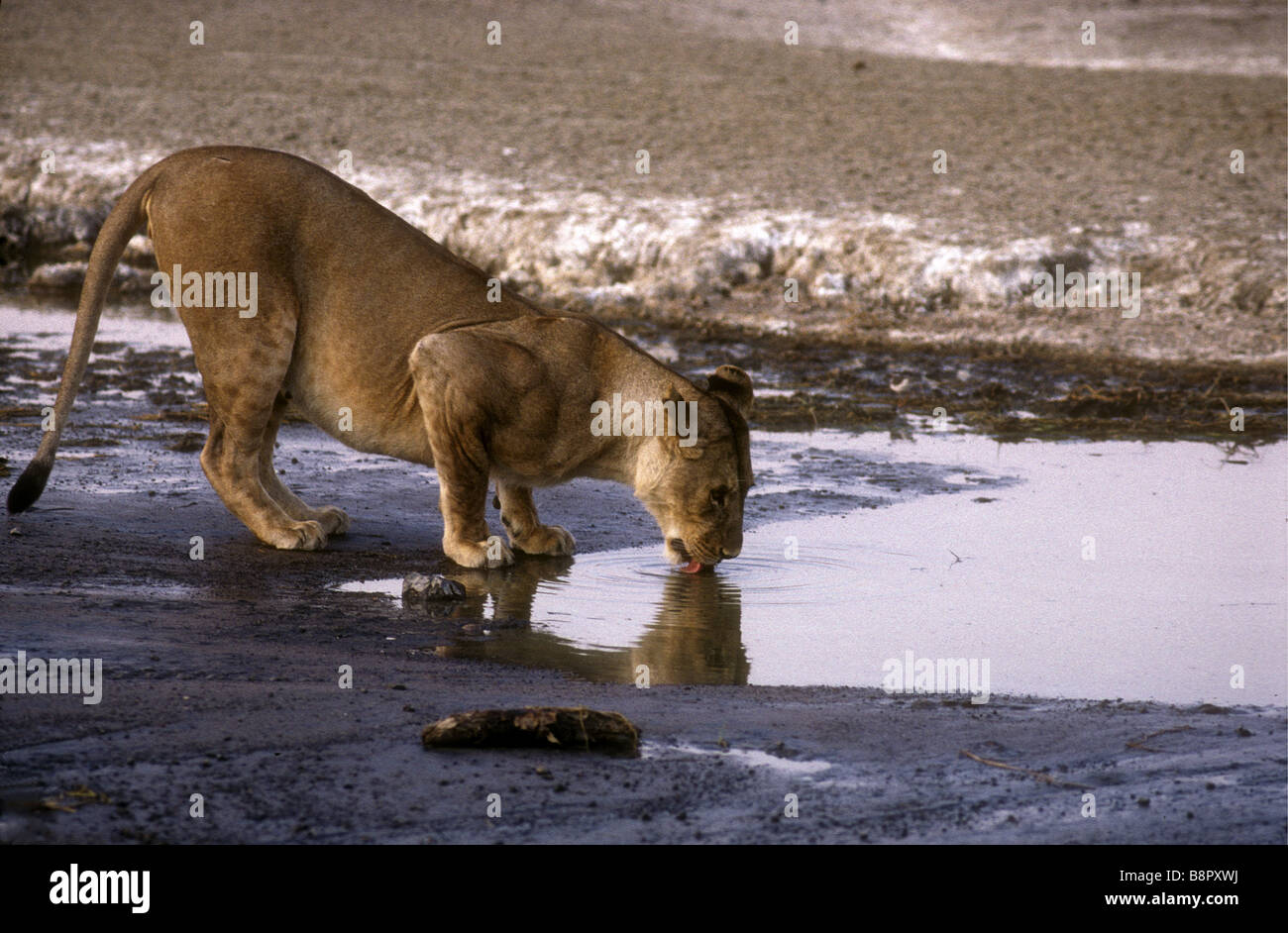Lioness drinking at the edge of Lake Magadi Serengeti National Park Tanzania East Africa Stock Photo
