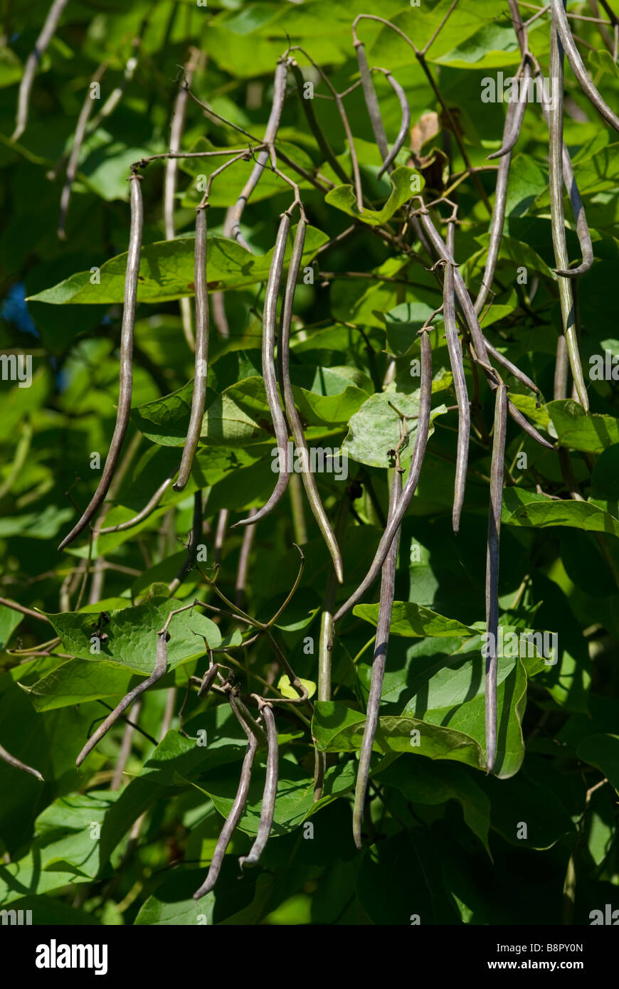 CATALPA BIGNONIOIDES INDIAN BEAN TREE Stock Photo