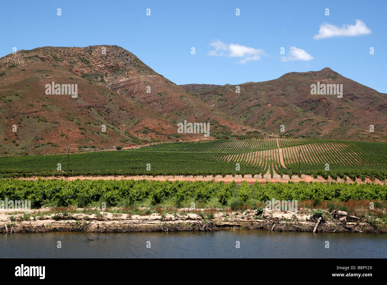 vineyard on the edge of the breede river viljoensdrift winery robertson wine valley western cape south africa Stock Photo