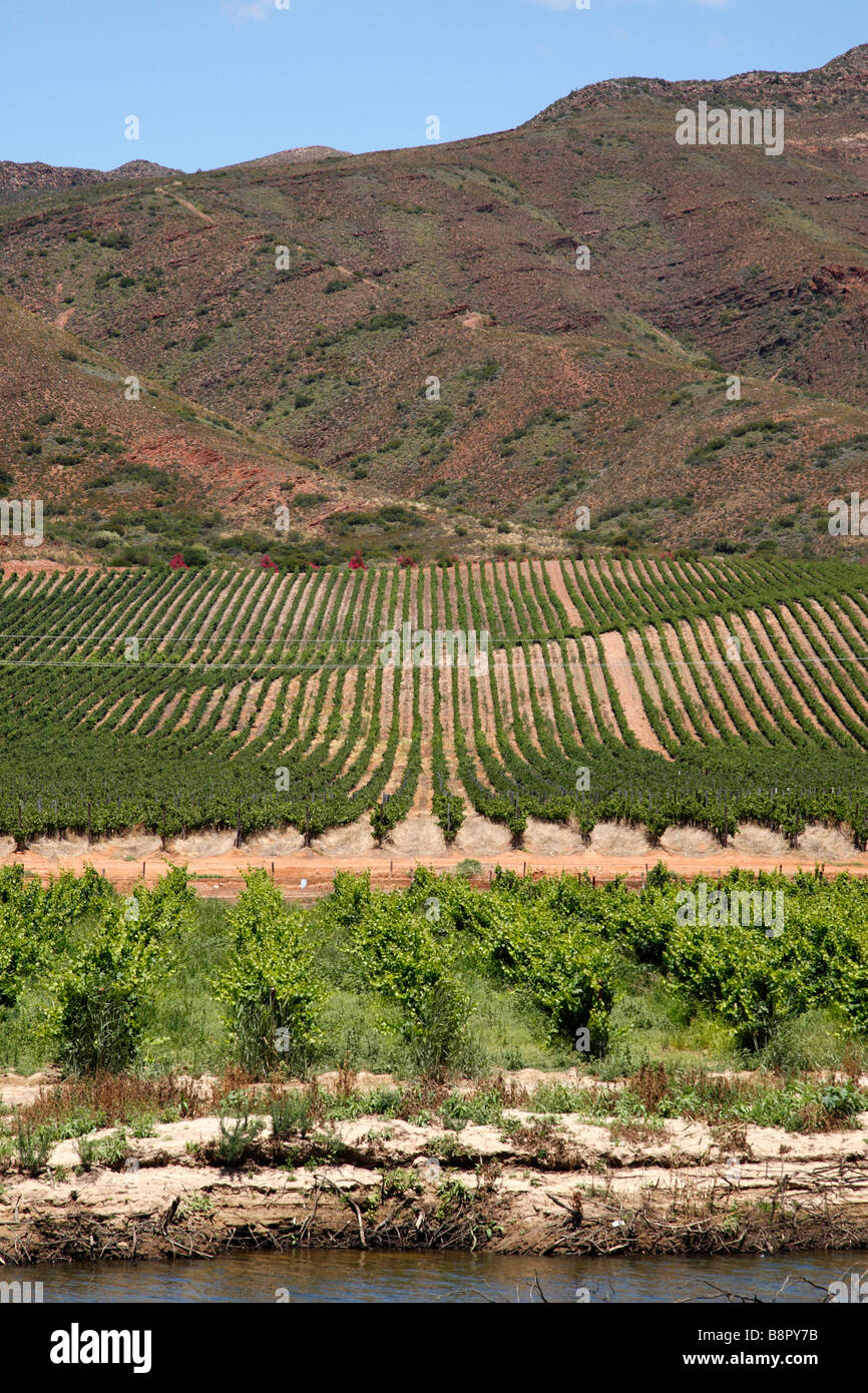 vineyard on the edge of the breede river viljoensdrift winery robertson wine valley western cape south africa Stock Photo