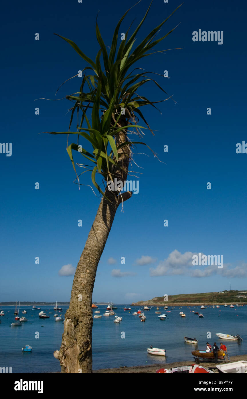 A Palm tree towers over Hugh Town Harbour. St Mary's. Isles of Scilly. Cornwall. England. UK Stock Photo