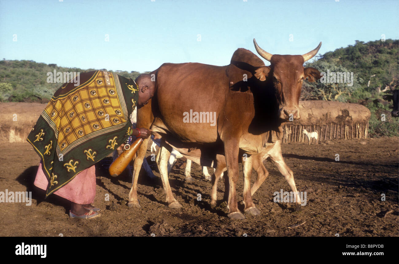 Maasai woman milking her cow in the early morning at Manyatta near Oltepesi in southern Kenya East Africa Stock Photo