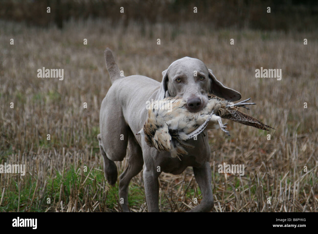 Gun dog retrieving a pheasant Stock Photo