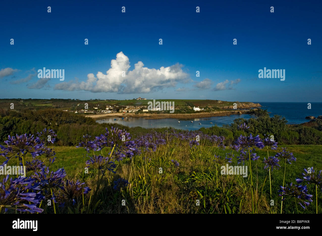 Agapanthus or Lily of the Nile flowers growing on the hillside by Old Town Bay. St Mary's. Isles of Scilly. Cornwall. England UK Stock Photo