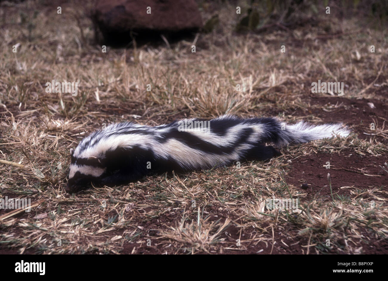 Zorilla ICTONYX STRIATUS carcass This nocturnal skunk like carnivore is widely distributed in East Africa but very rarely seen Stock Photo