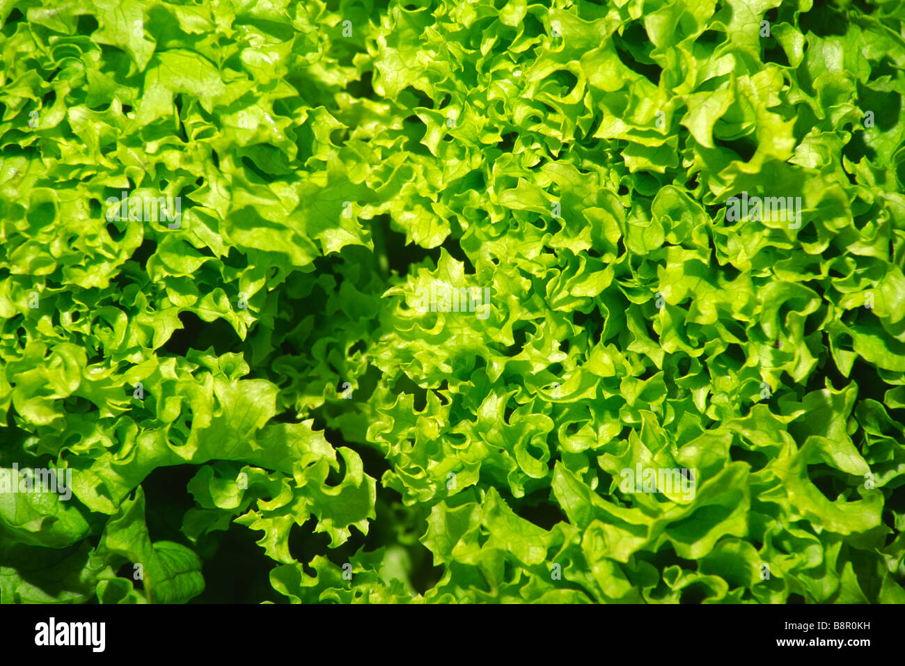 Lollo Biondo Lettuce Stock Photo