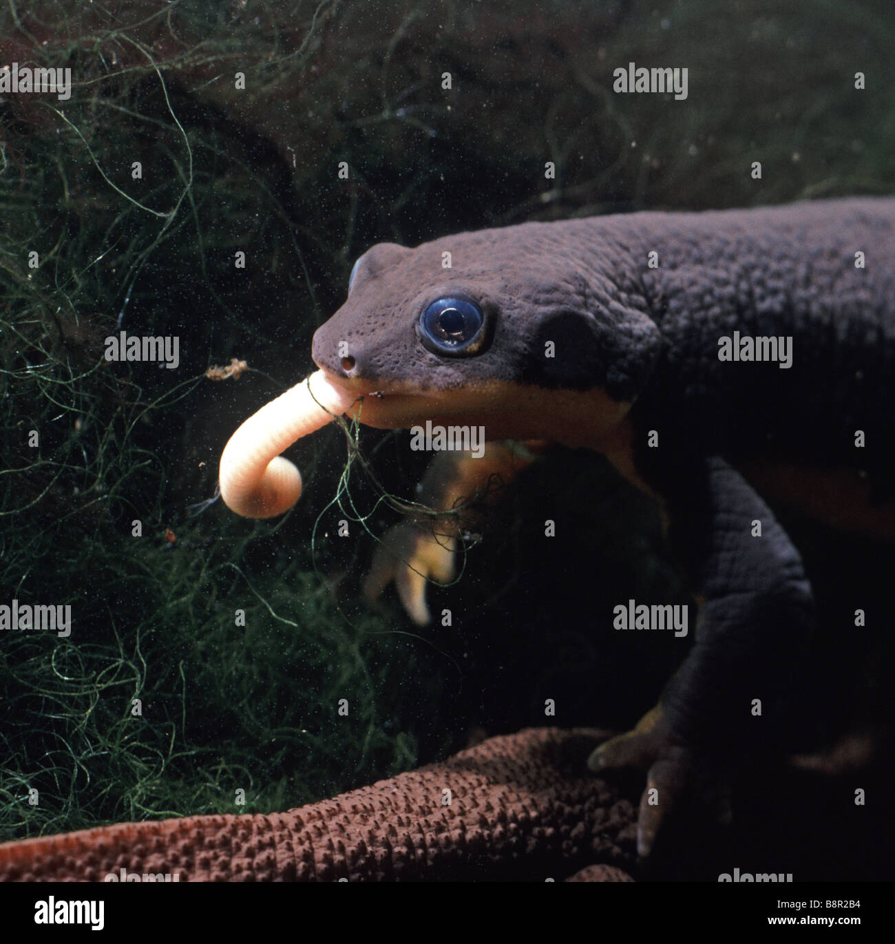 Worm salamanders hires stock photography and images Alamy