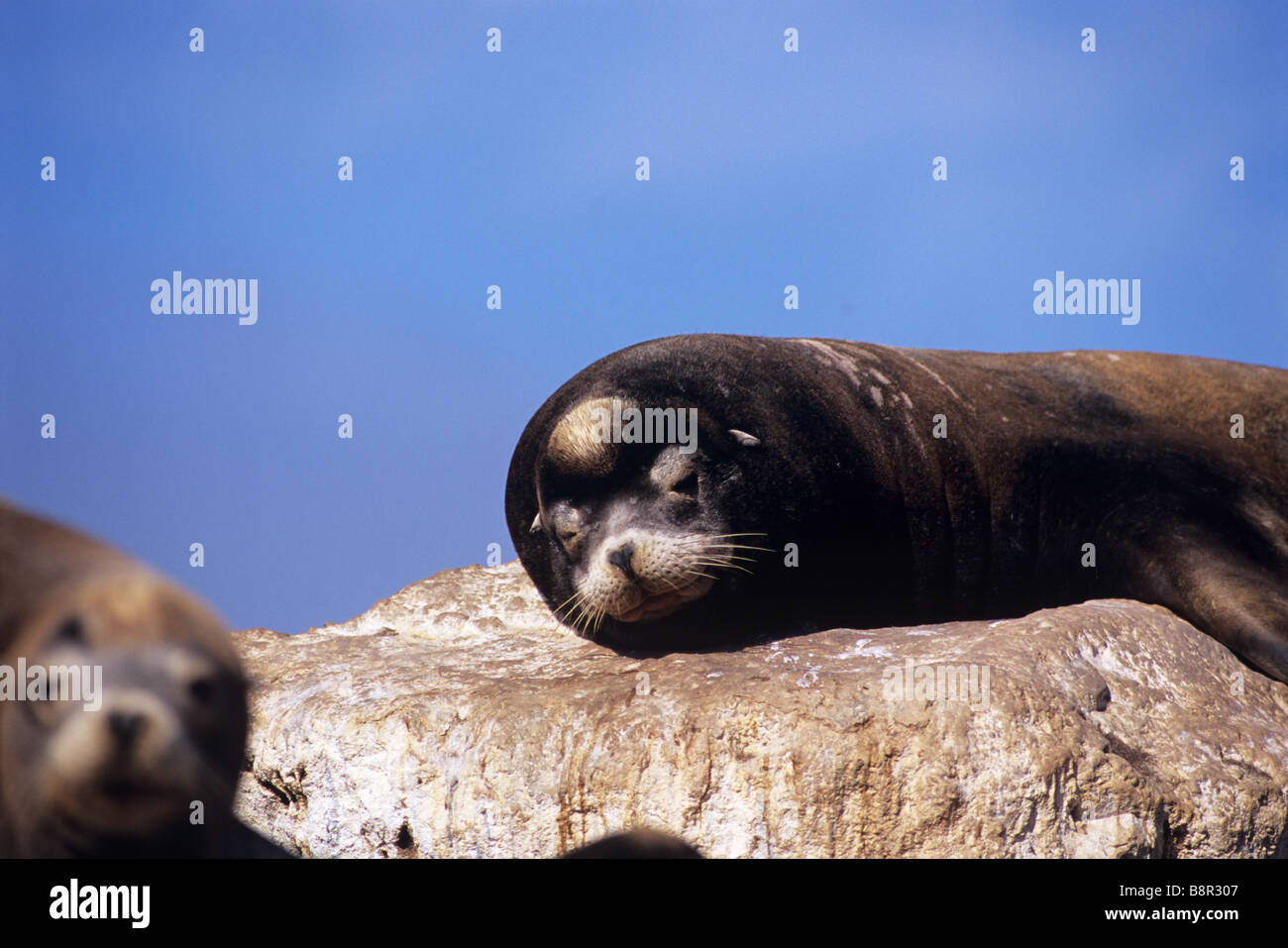 CALIFORNIAN SEA LION, MONTEREY, CALIFORNIA, U.S.A. Stock Photo