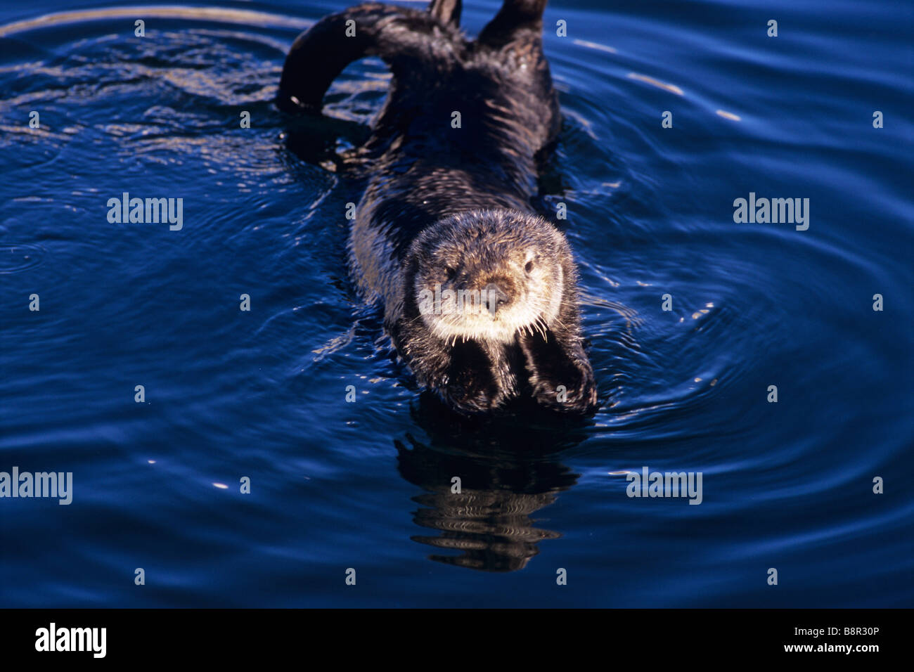 SEA OTTER, MONTEREY, CALIFORNIA, U.S.A Stock Photo - Alamy