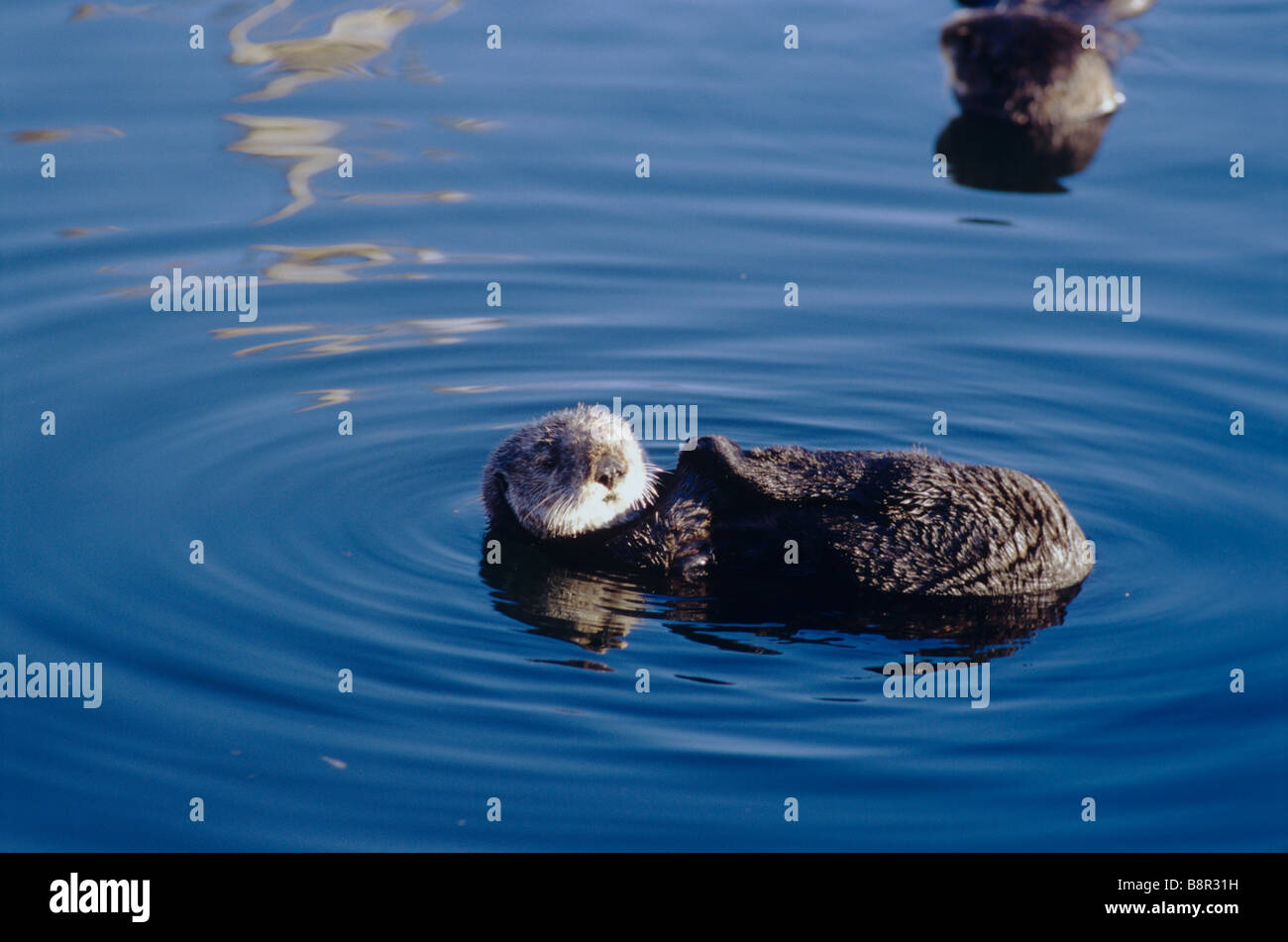 SEA OTTER, MONTEREY, CALIFORNIA, U.S.A Stock Photo - Alamy