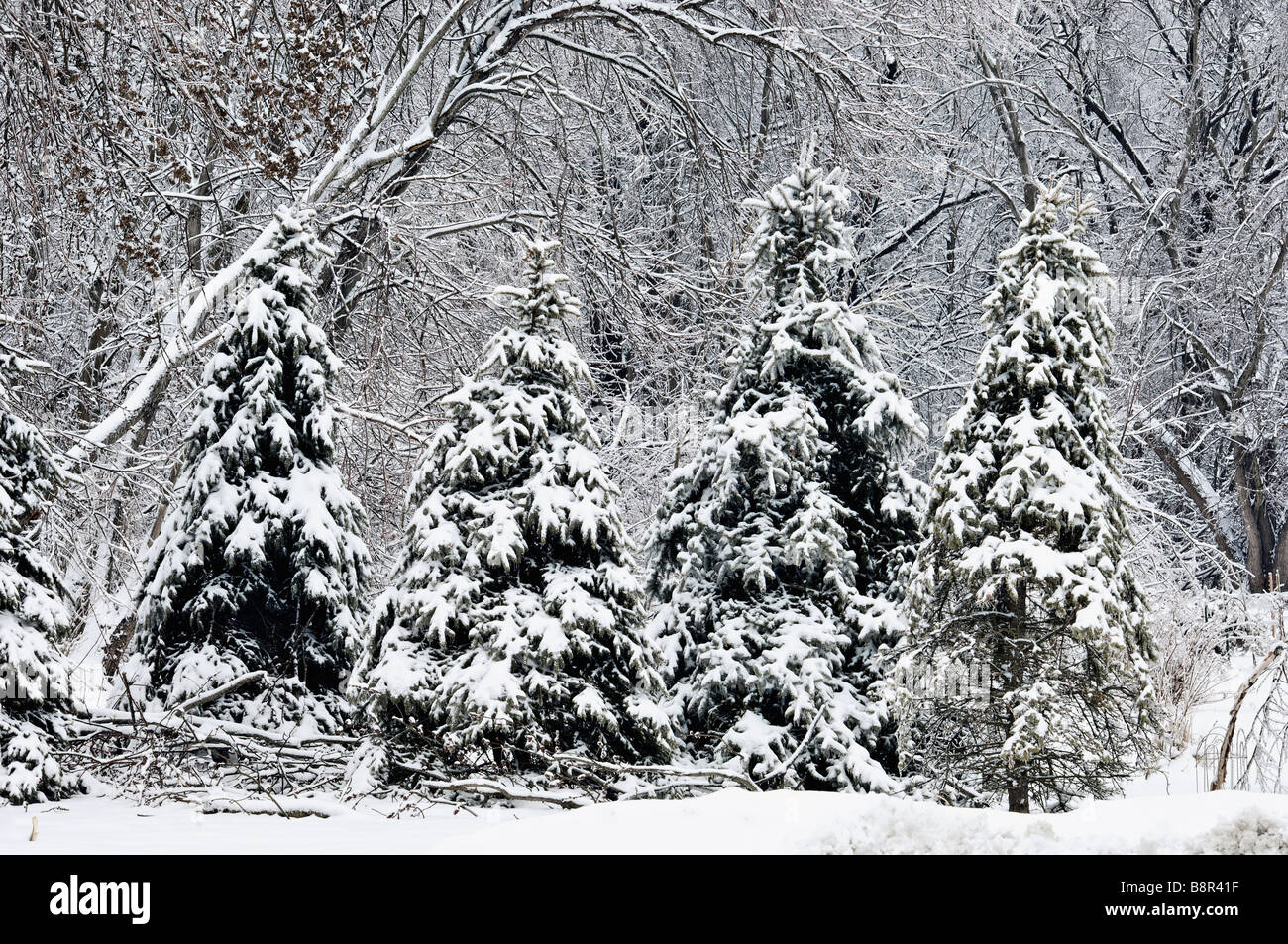 Spruce Trees covered in New Snow in Winter Forest in Meade County Kentucky Stock Photo