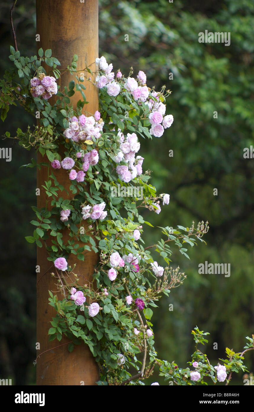 Pink flowers growing around a wooden post; Bogota Botanical Garden (Spanish: Jardin Botanico de Bogota) Stock Photo