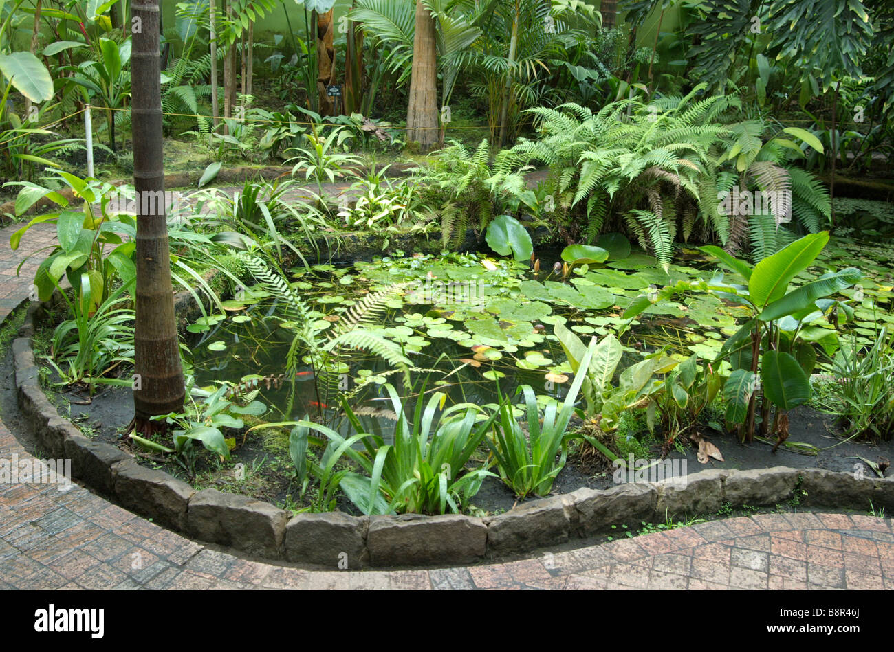 Plants and fauna in an indoor greenhouse; Bogota Botanical Garden, Bogota, Colombia Stock Photo