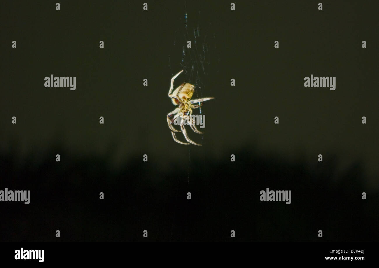 A hairy spider searches for dinner. Stock Photo