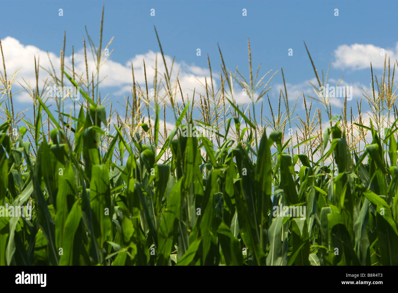 Corn or maize growing in Iowa USA Stock Photo Alamy