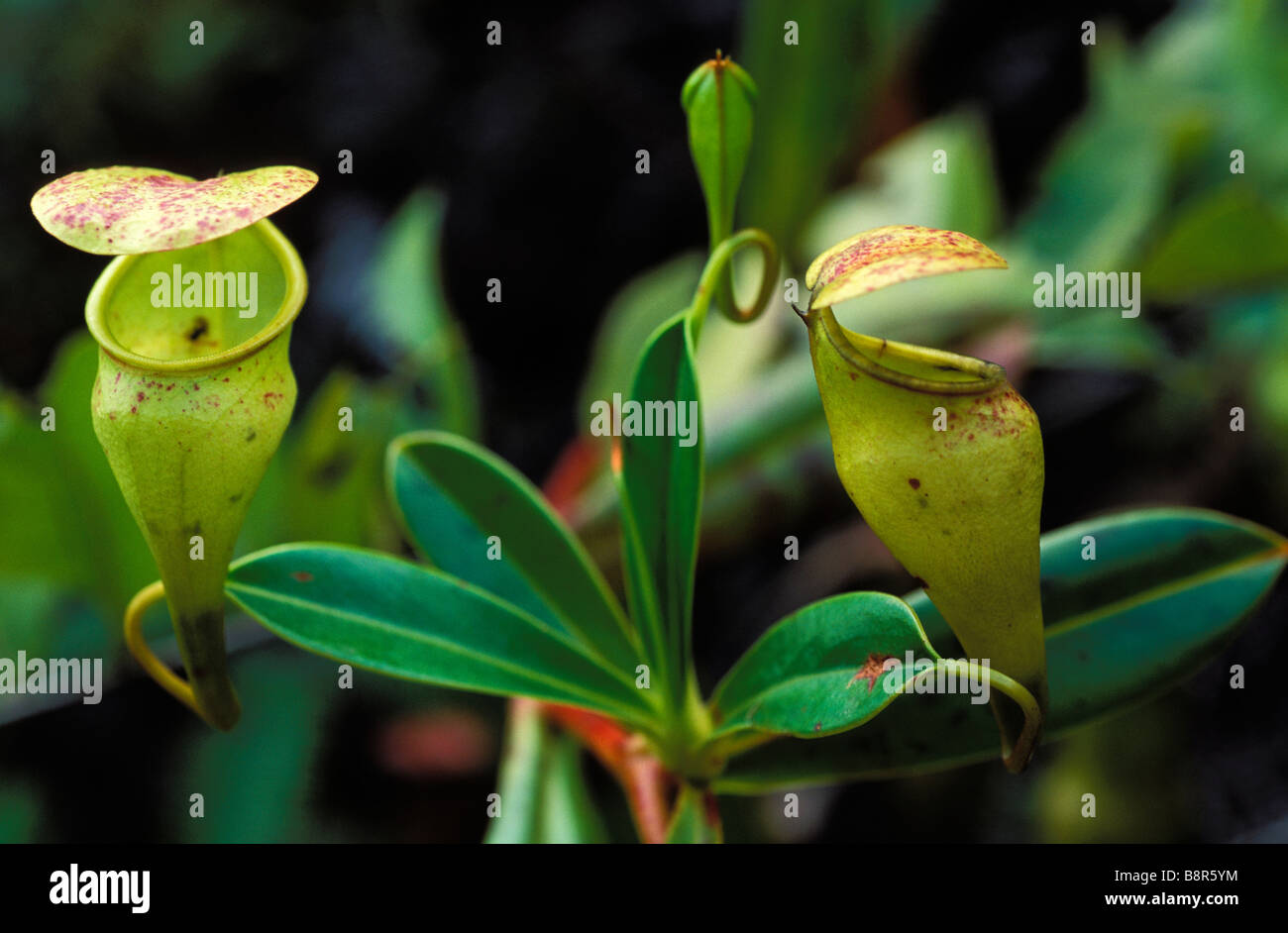 Seychelles pitcher plant (Nepenthes pervillei) Stock Photo