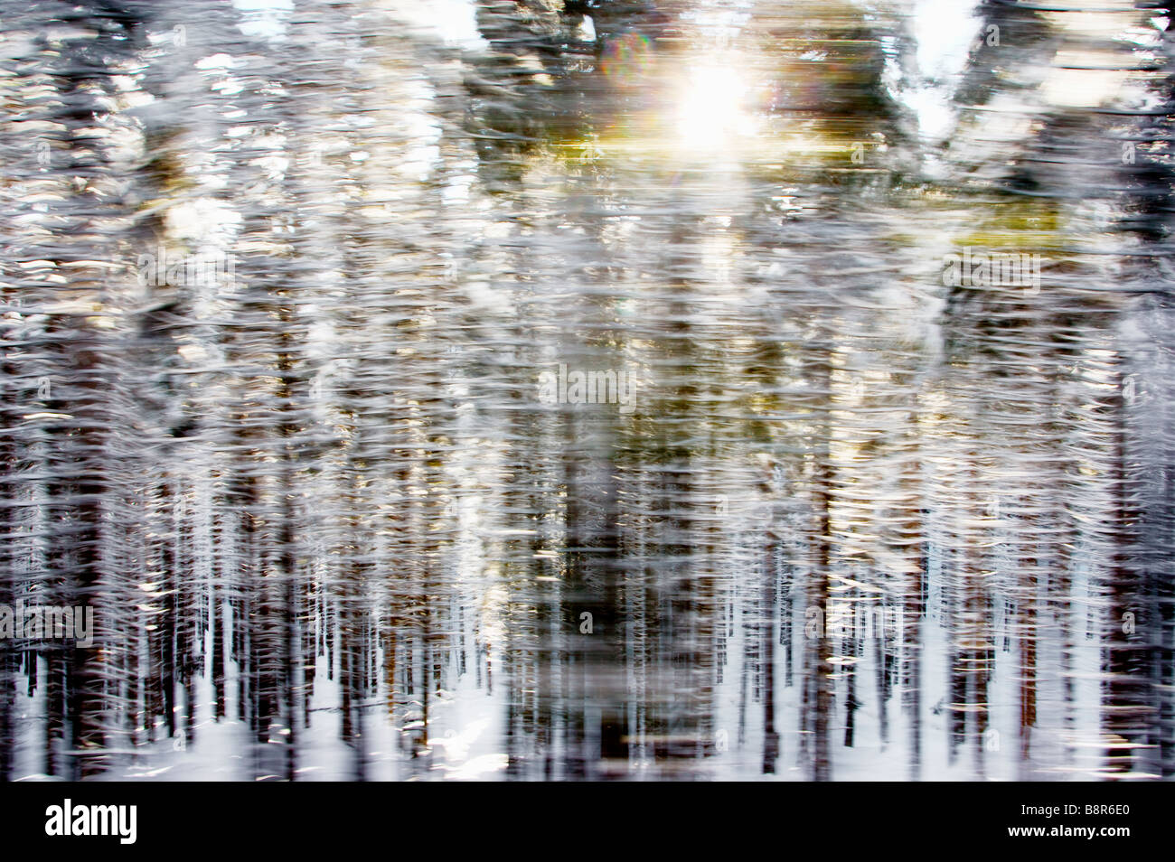 Motion trees hi-res stock photography and images - Alamy
