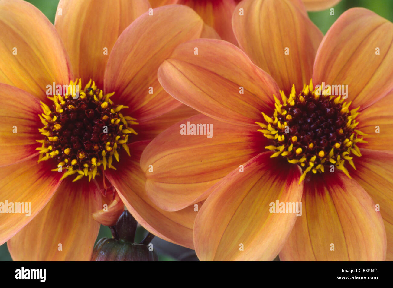 Dahlia ‘happy single kiss’ hires stock photography and images Alamy