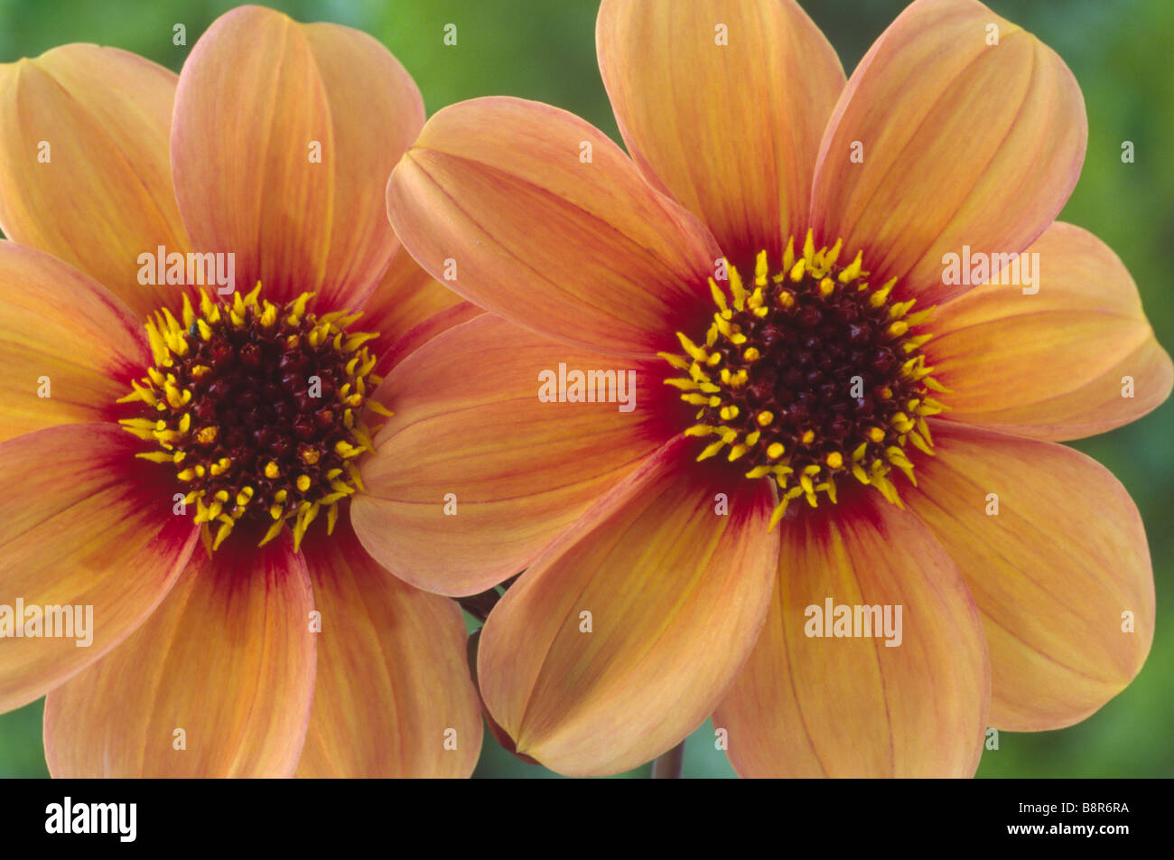 Dahlia happy single kiss hires stock photography and images Alamy