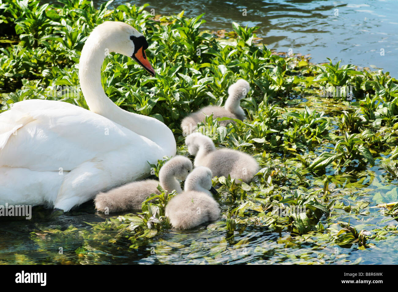 swan with signets Stock Photo