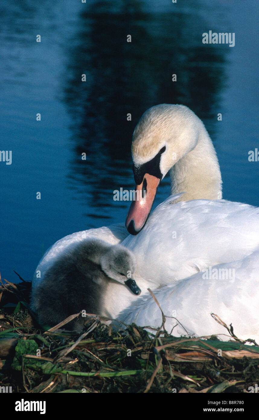 Mute Swan with cygnet Wales UK Stock Photo