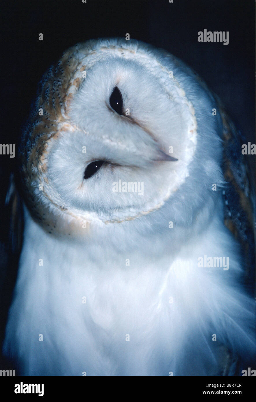 Barn Owl Tyto alba Wales UK Stock Photo