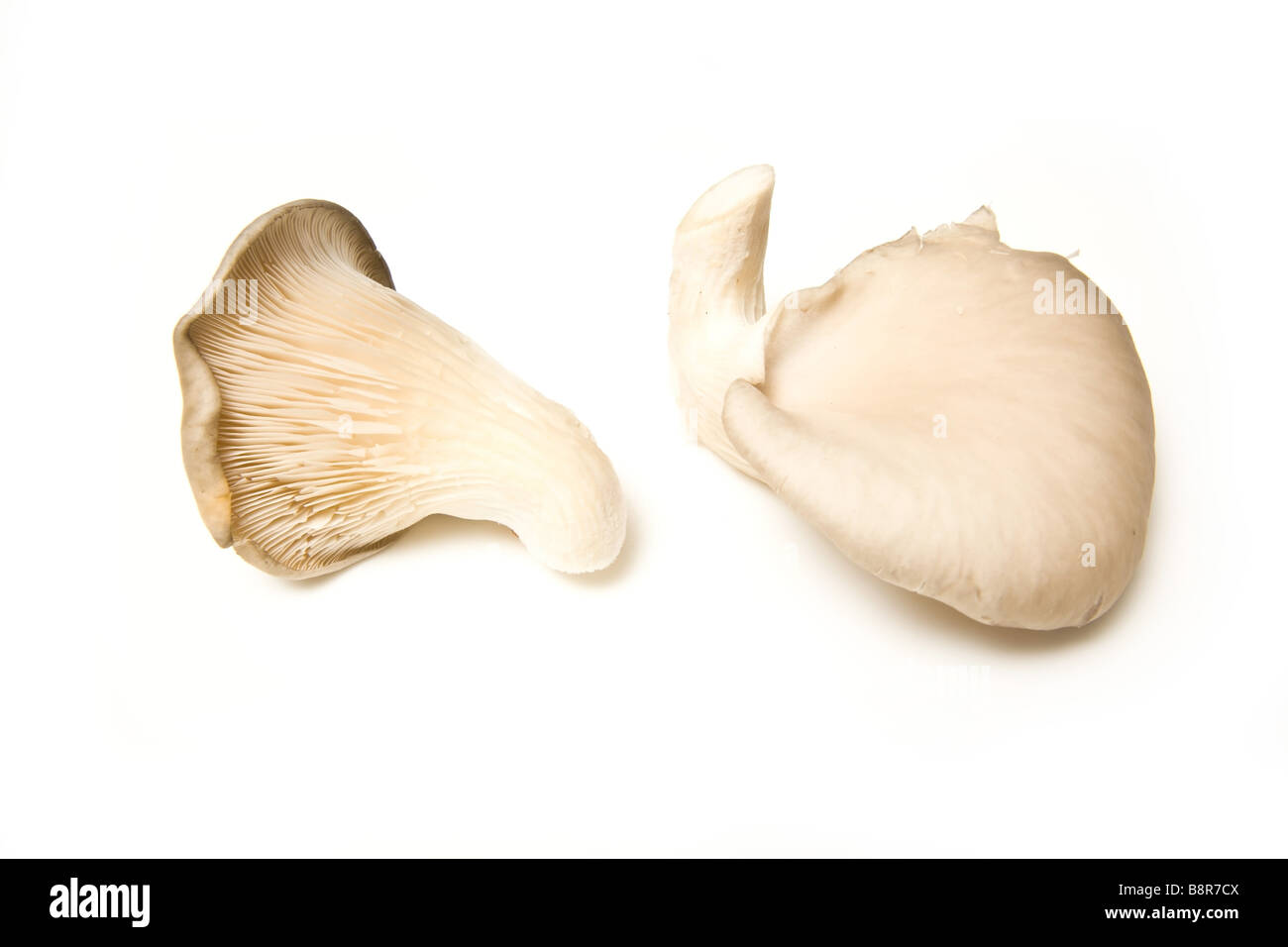 Oyster mushrooms isolated on a white studio background Stock Photo