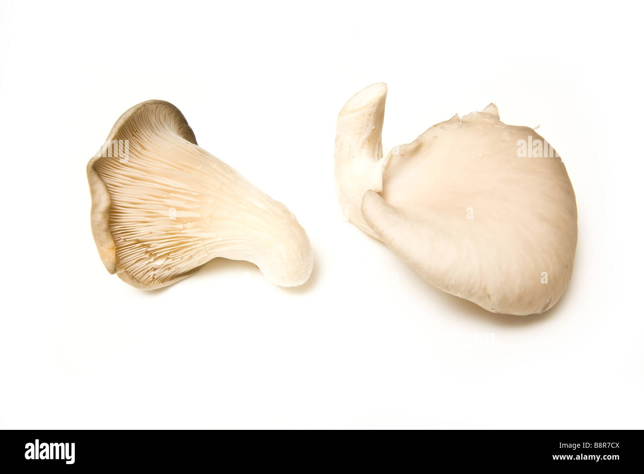 Oyster mushrooms isolated on a white studio background Stock Photo - Alamy