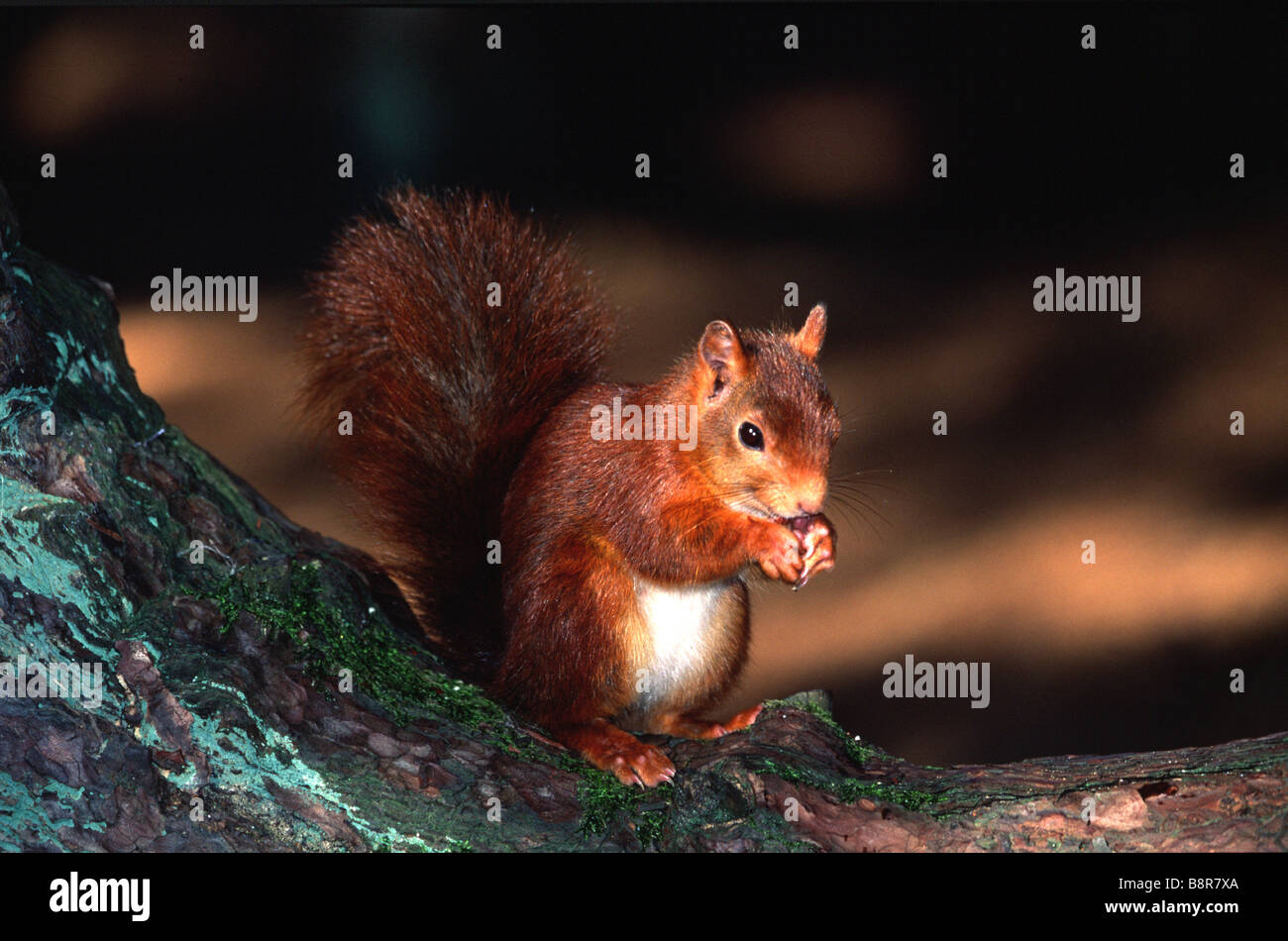 Red Squirrel Sciurus vulgaris leucourus Stock Photo