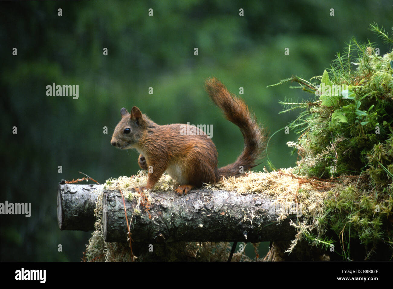 Red Squirrel Sciurus vulgaris leucourus Stock Photo