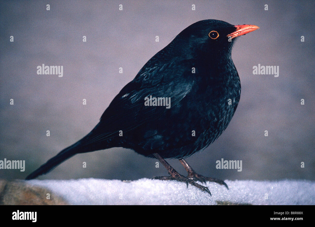 Male blackbird winter Wales UK Stock Photo