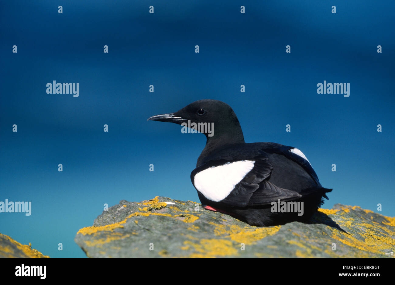 Black guillemot Cepphus grille Wales UK Stock Photo