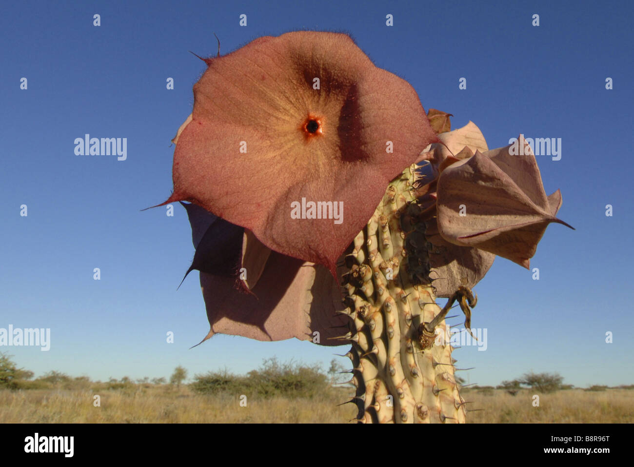 Hoodia Cactus (Hoodia gordonii), flowering, Namibia Stock Photo