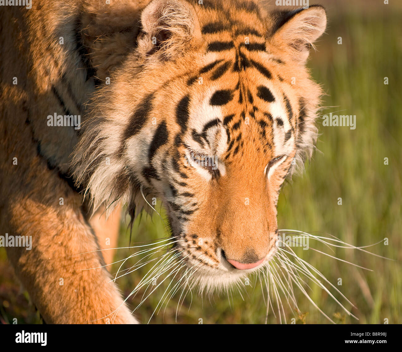 Siberian tiger looking down at the ground while slowly walking through ...