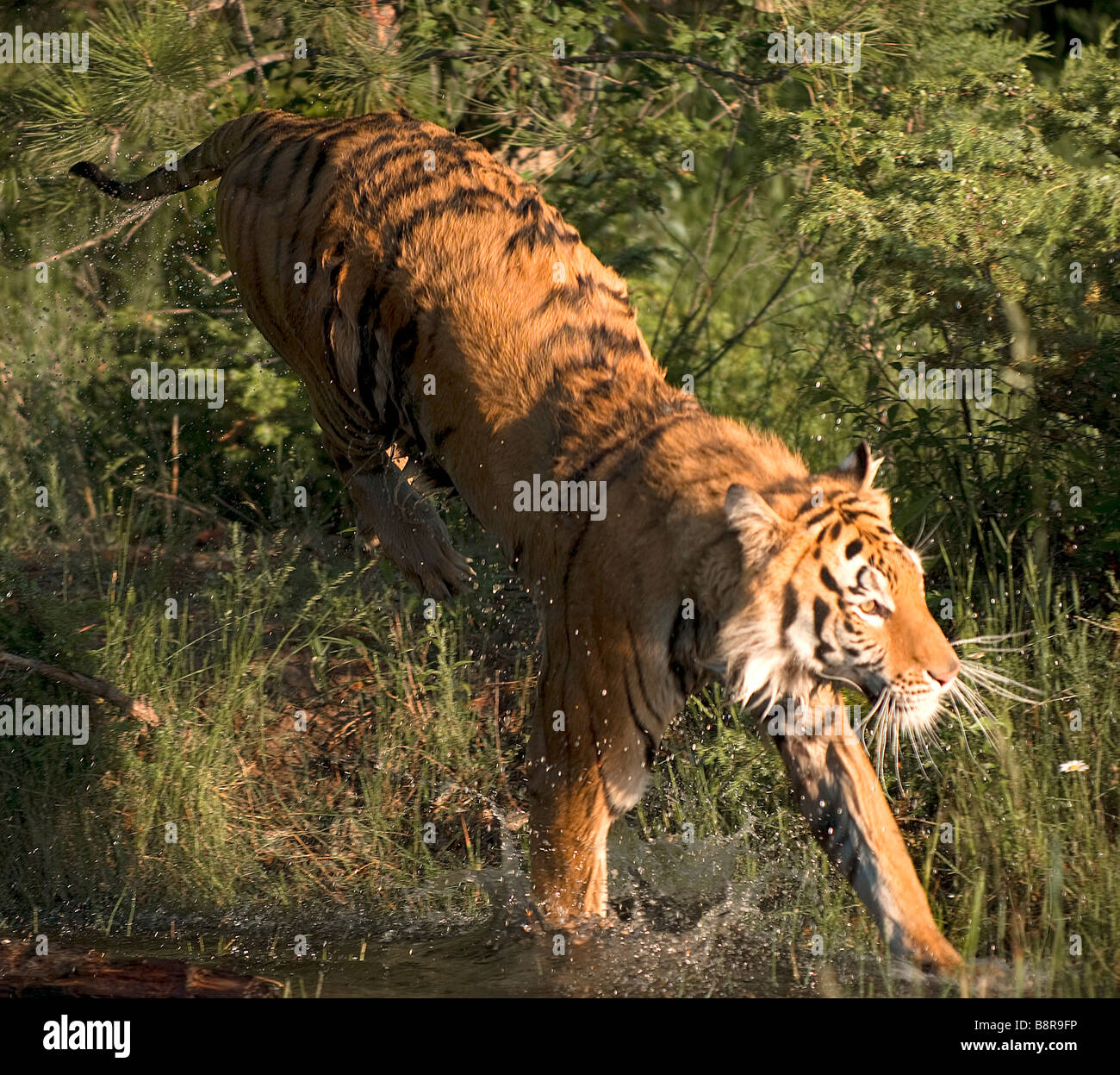 Siberian tiger playfully jumping into the water of a shallow pond Stock Photo